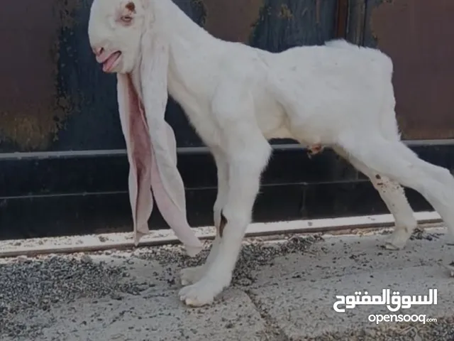ماعز هولندي نادر