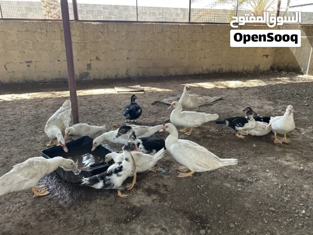 بط مصري للبيع