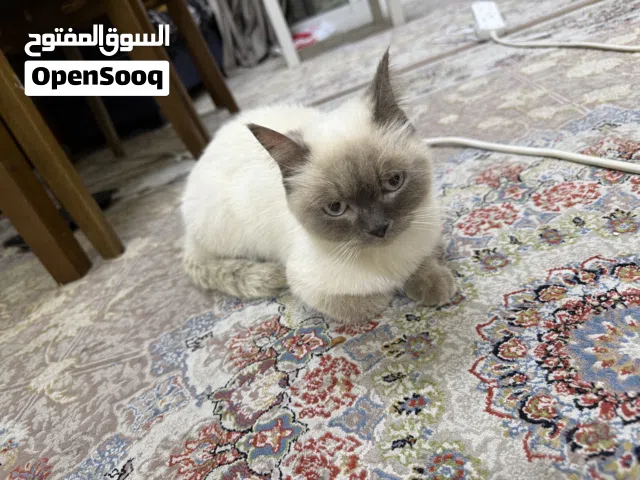 Siamese cat