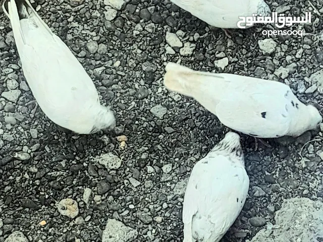 حمام عماني او عاديات اريد ان ابيع كامل