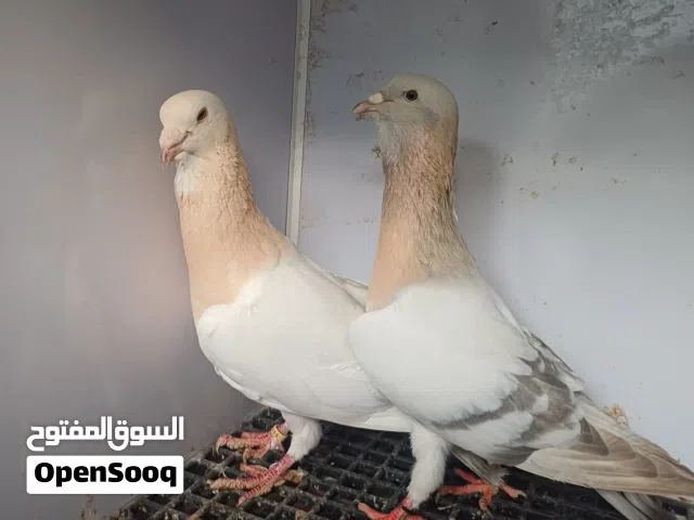 للبيع زوجين ريحاني شامي من المستويات القوية والنادره في السوق الي حاب يربي المستويات ألوان جميلة