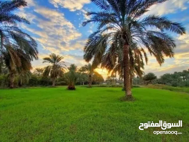 للبيع 17 دونم قريب البيجية زراعي ملك صرف