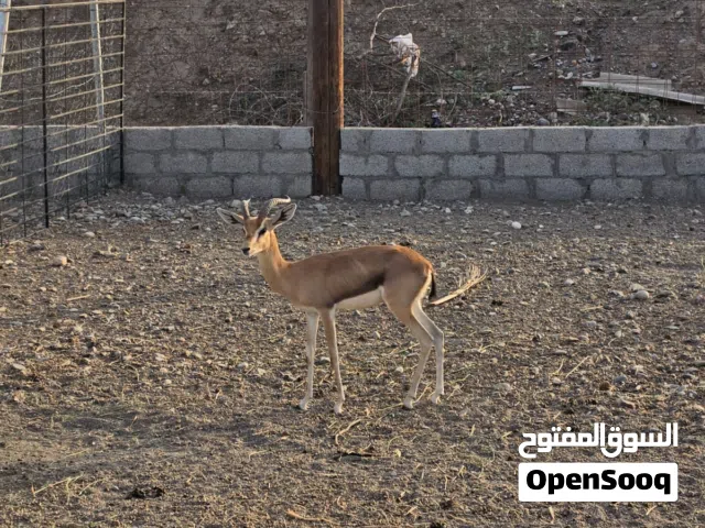 غزال الدماني ذكر جاهز للتزاوج  قابل الخابورة