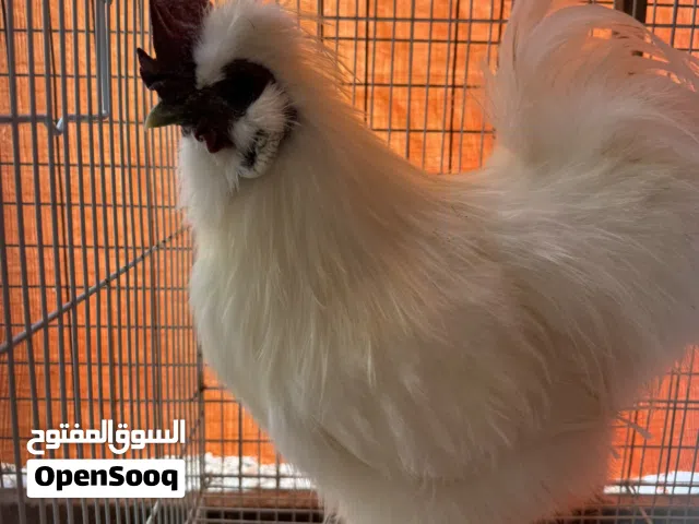 للبيع ديك سلكي