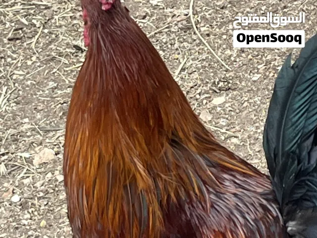 ديوك بلدي عمر 10شهور