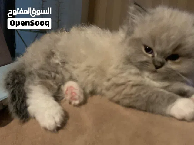 متوفر قطة راغدول  Ragdoll عمرها شهر ونص  حنونة ولعوبة  صحة ممتازة وجاهزة فورًا