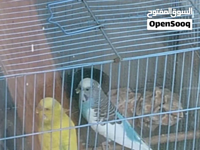 عصافير حب للبيع