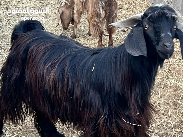 تيس عماني سمين للعيد