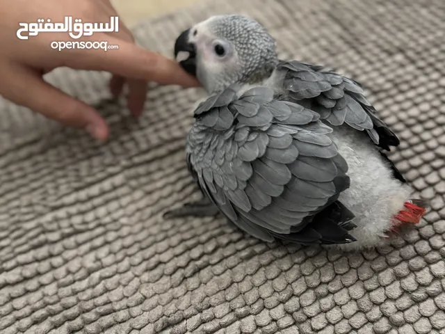 ‎فرخ كاسكو انتاج محلي - African gray parrots local breeding