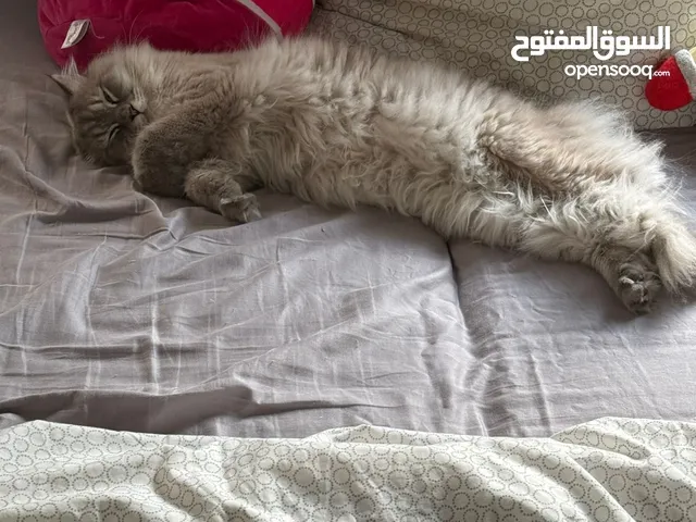 قط شيرازي راغدول ذكر معقم