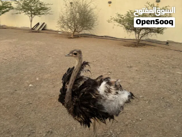 نعام أفريقي للبيع في مدينة جدة