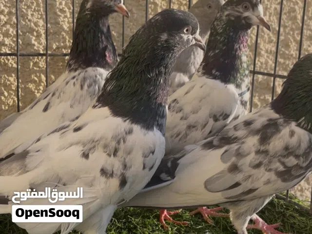 حمام بكستاني