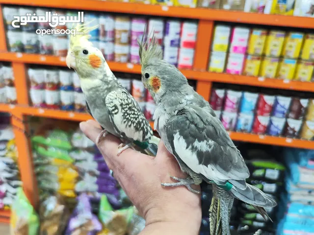 طيور كوكتيل 8 حبات كلو اليف شوف الريلز
