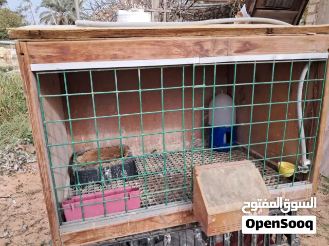 بارتي ببضاعته  كامل