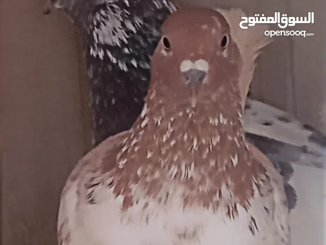كوم حام باكستاني جواز نخب وطيور حمام 27 حبة للحجز والاستفسار تواصل معي على الخاص الموقع الهاشمي الشم