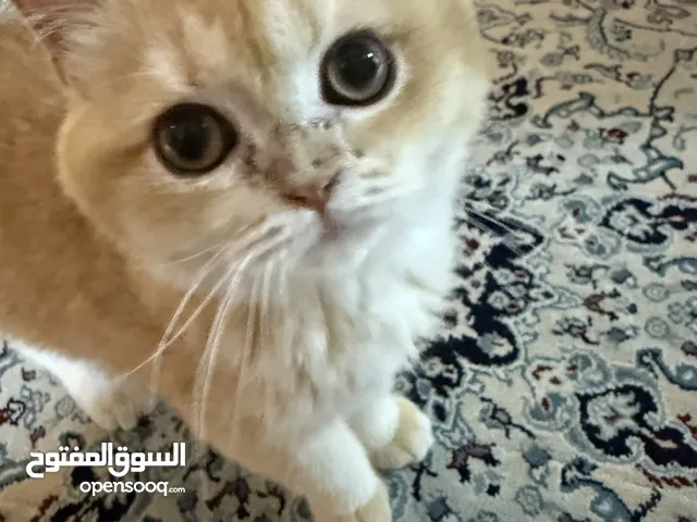 سكوتش فولد جولد ستريت