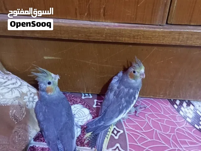 افراخ كوكتيل للبيع