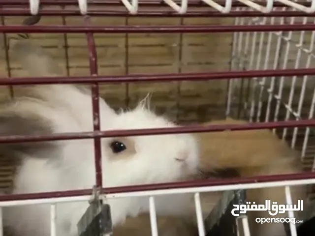 ثلاثة ارانب ذكر واحد واثنين اناث اثنين بيض وواحد اشقر