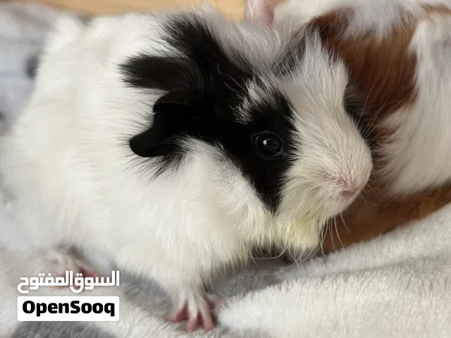 Baby Guinea Pig