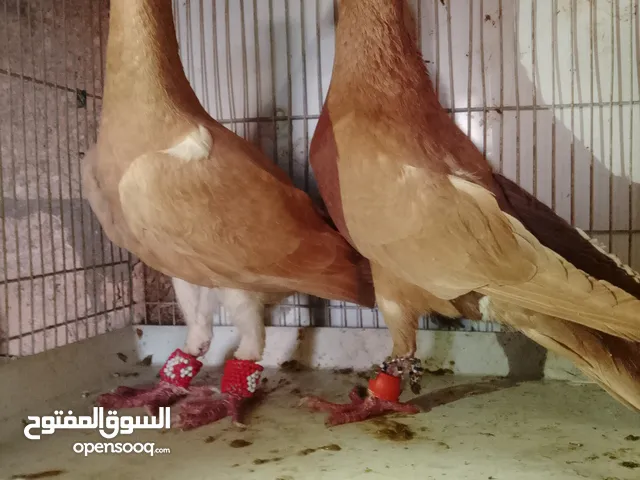 جوز بغادنه صفر حلوين شغالين 300