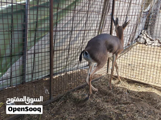 للبيع غزل ذكر صحه ممتازة