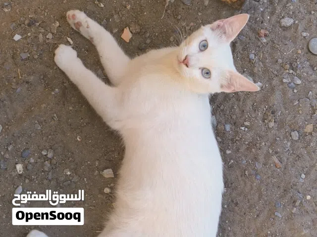 للبيع ذكر وانثى قطط الانثى عينها زرقاء وذكر موجود اخوان مع بعض