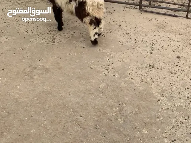 للبيع طليان محليه من حلالي شرط الطعم