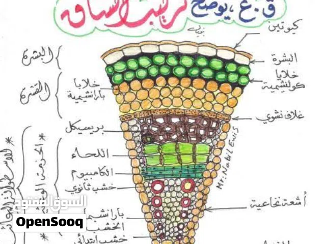 معلم أحياء من صف تاسع حتى صف ثاني عشر