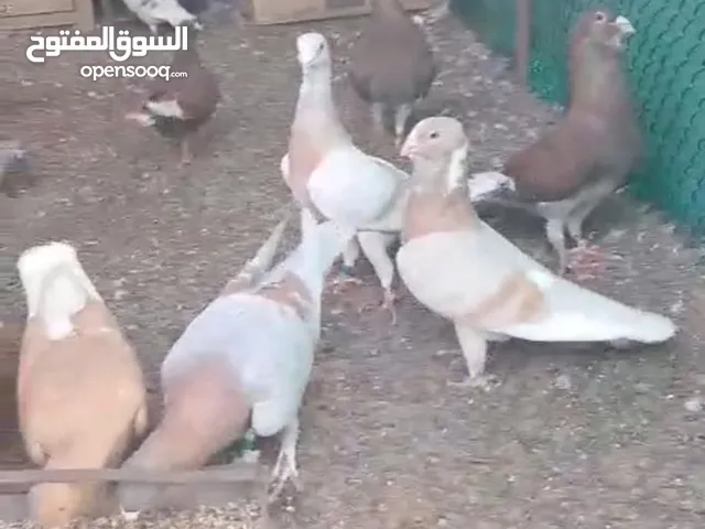 حمام سوري للبيع