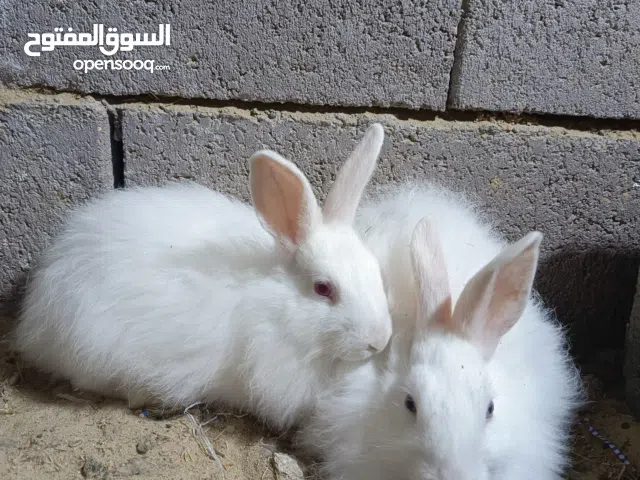 ارانب الزوج