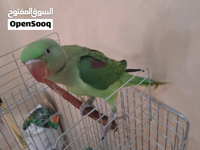 كساندرا اليف جدا جدا