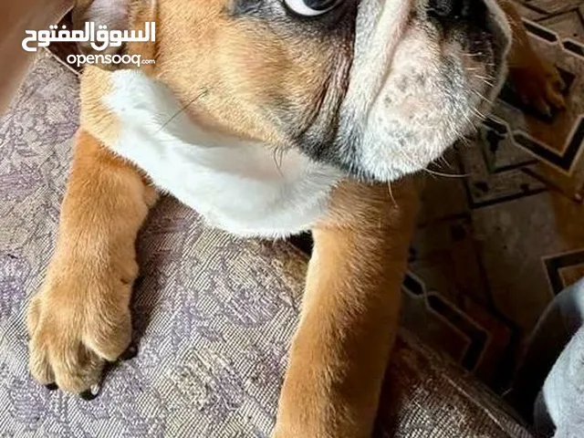 انجلش بولدوغ مستورد