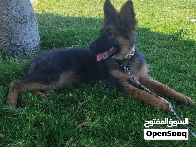 السلام عليكم أنثى لونق هير العمر 4شهور ربي يبارك   ناشطه   مكان سوق جمعة  السعرساوم