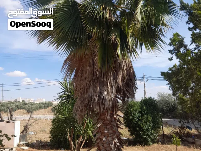 شجرة نخيل عمرها 20 سنه للبيع