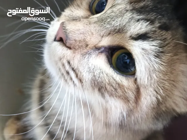 Persian cat for adoption