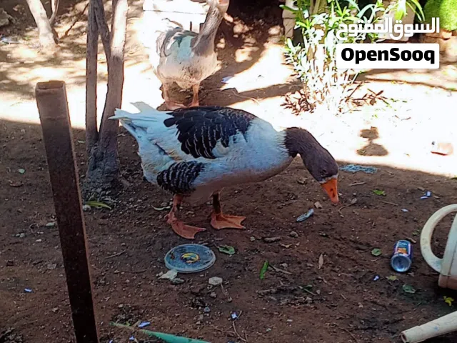 بط مالات الامدينه امايات  والشراي بخدمته