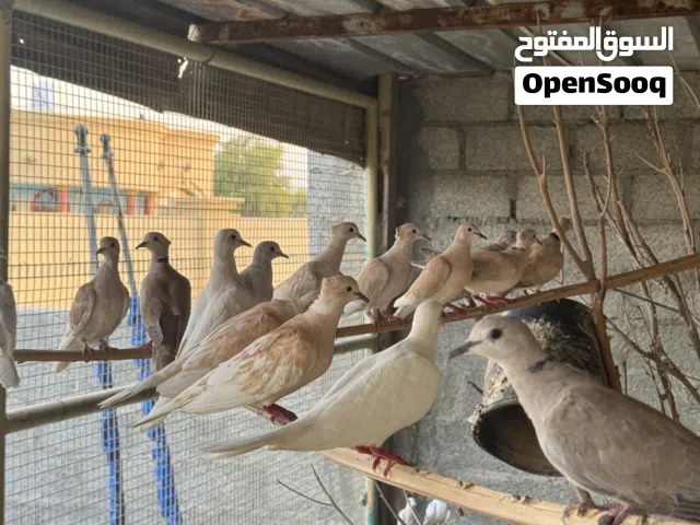 طيور العفاد