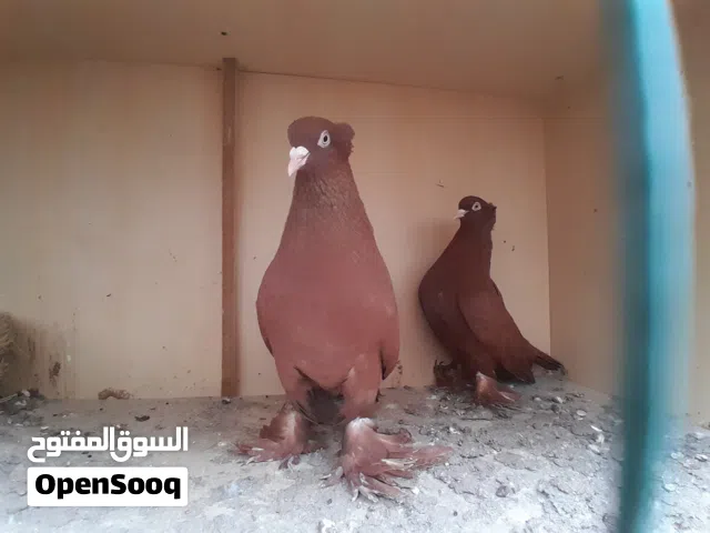 حمام رواعب حمر