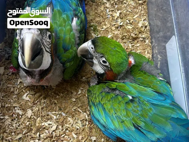 فراخ مكاو هالكوين