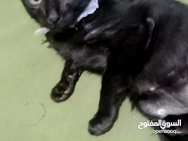 قطه سوداء جميله بعمر اربع اشهر