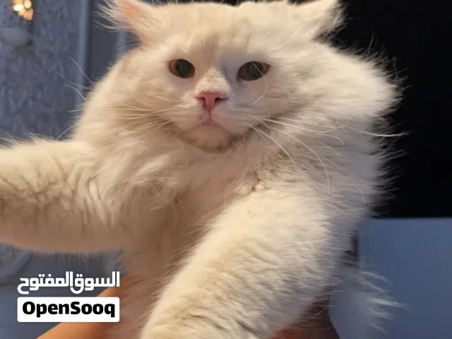 قط أليف للبيع