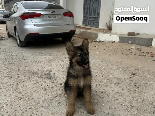 كلب للبيع ربي يبارك