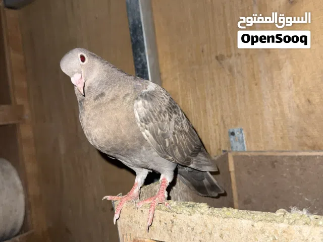 حمام عدد 4