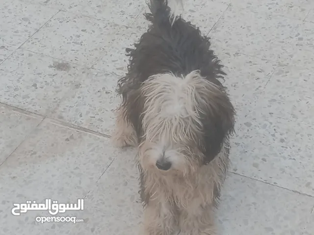 اسباب خاصه
