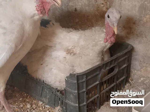 حبش بلدي للبيع