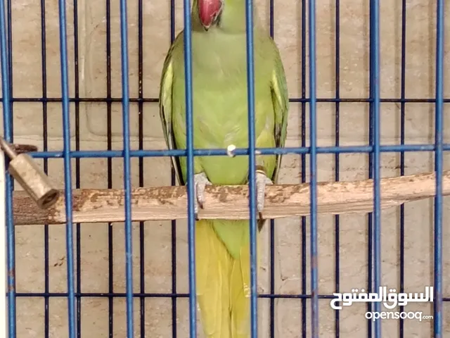 نتاية دره هندي