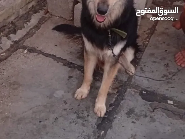 هاسكي عمره 11شهر