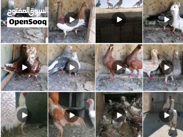 جواز شغاله مع فراخ