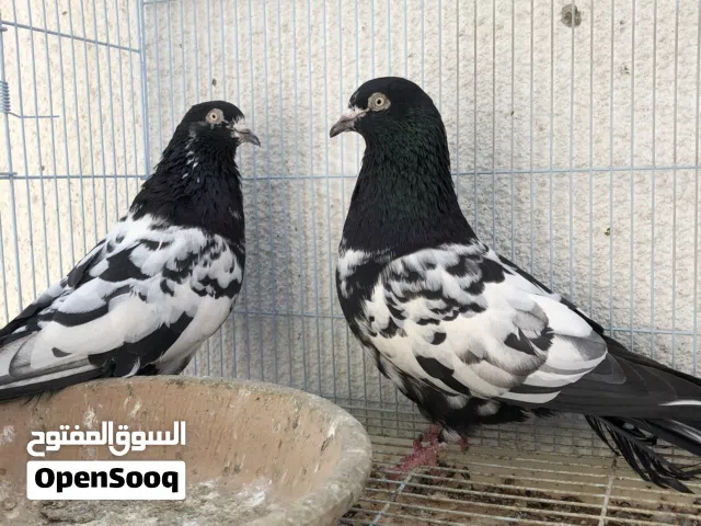 زوج رامبوري وزوج تيدي