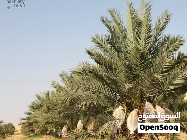 مزرعة نخيل نموذجيه افضل الاستثمار في غور الاردن